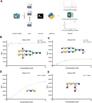 An Automated Approach to Assess Relative Galectin-Glycan Affinity Following Glycan Microarray Analysis